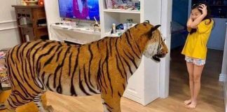 Thông qua công cụ Bố mẹ và các con có thể xem hình ảnh các con vật 3D ngay tại nhà