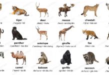 Một số từ vựng về các con vật vùng hoang dã (Ảnh: Sưu tầm internet)