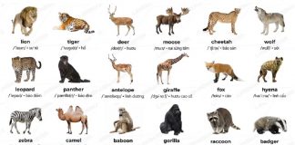100+ từ tiếng Anh về con vật cho bé: Có phiên âm, theo chủ đề Một số từ vựng về các con vật vùng hoang dã (Ảnh: Sưu tầm internet)