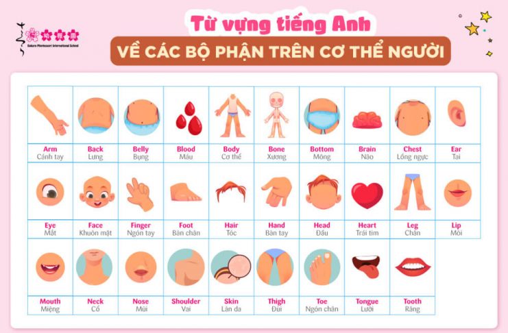 Nắm chắc từ vựng tiếng anh thông dụng theo chủ đề từ vựng tiếng anh