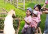 Đến Chibi Farm: Nhặt trứng, hái nho và làm quen với những người bạn mới