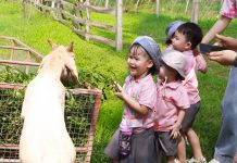 Đến Chibi Farm: Nhặt trứng, hái nho và làm quen với những người bạn mới